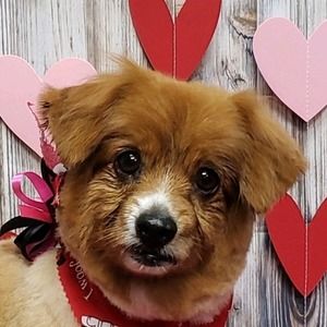 Meet your Posher, Dani